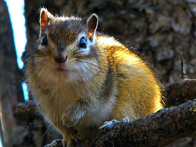 архангельская область. авторские фототуры по архангельской области. рыболовные туры в архангельской области. фотоохота. бурундучок весна архангельская область. авторские фототуры по архангельской области. рыболовные туры в архангельской области. фотоохота. бурундучок весна