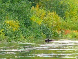архангельская область. авторские фототуры по архангельской области. рыболовные туры в архангельской области. фотоохота на медведя. медведь переплывает речку осень архангельская область. авторские фототуры по архангельской области. рыболовные туры в архангельской области. фотоохота на медведя. медведь переплывает речку осень