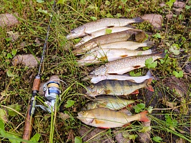 архангельская область. авторские фототуры по архангельской области. рыболовные туры в архангельской области. рыбалка. хороший улов на спиннинг. лето архангельская область. авторские фототуры по архангельской области. рыболовные туры в архангельской области. рыбалка. хороший улов на спиннинг. лето