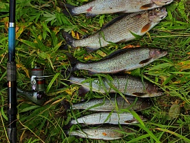 архангельская область. авторские фототуры по архангельской области. рыболовные туры в архангельской области. рыбалка на хариуса летом. на спиннинг. . клюёт хороший хариус архангельская область. авторские фототуры по архангельской области. рыболовные туры в архангельской области. рыбалка на хариуса летом. на спиннинг. . клюёт хороший хариус