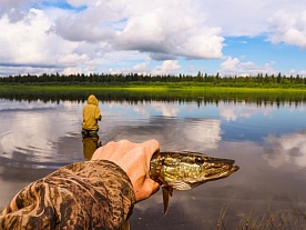 архангельская область. авторские фототуры по архангельской области. рыболовные туры в архангельской области. рыбалка. щучка на спиннинг. лето архангельская область. авторские фототуры по архангельской области. рыболовные туры в архангельской области. рыбалка. щучка на спиннинг. лето