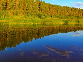 архангельская область. авторские фототуры по архангельской области. рыболовные туры в архангельской области. рыбалка. сосновый бор у речки лето архангельская область. авторские фототуры по архангельской области. рыболовные туры в архангельской области. рыбалка. сосновый бор у речки лето