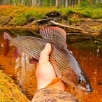 Книга Рыбалка на хариуса