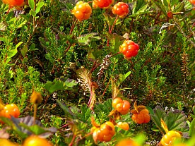 архангельская область. авторские фототуры по архангельской области. рыболовные туры в архангельской области. рыбалка. морошка назрела архангельская область. авторские фототуры по архангельской области. рыболовные туры в архангельской области. рыбалка. морошка назрела