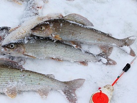 архангельская область. авторские фототуры по архангельской области. рыболовные туры в архангельской области. рыбалка на хариуса. зимний хариус на мормышку. зима. архангельская область. авторские фототуры по архангельской области. рыболовные туры в архангельской области. рыбалка на хариуса. зимний хариус на мормышку. зима.
