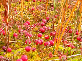авторские фототуры по архангельской области усыпано клюквой, фотопутешествия по северу, осень авторские фототуры по архангельской области усыпано клюквой, фотопутешествия по северу, осень